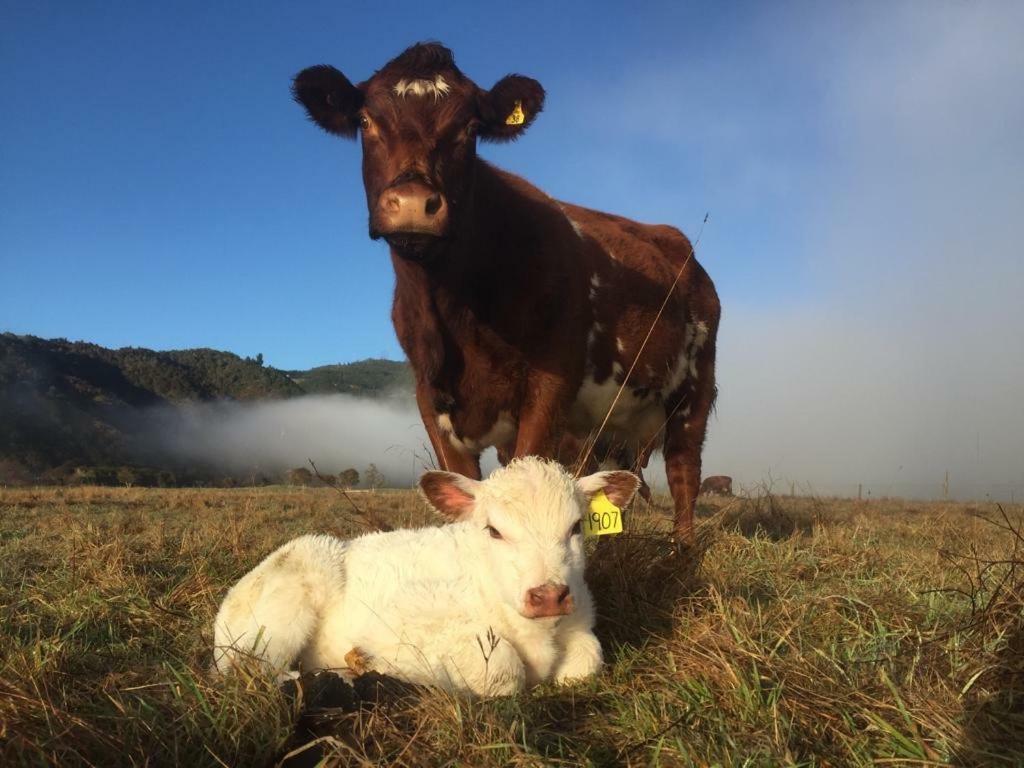 Mohaka River Farm Te Haroto Exterior foto